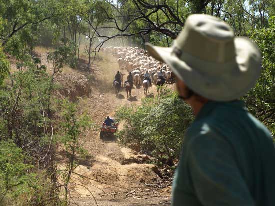 Belleview, Chillagoe