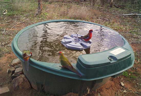 Crimson Rosella on Bird Island