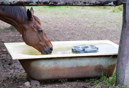 Bird Island in bathtub horse trough