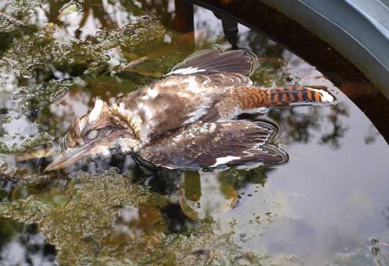 Drowned Kookaburra contaminating water