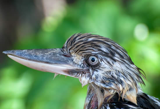 Wet Kookaburra